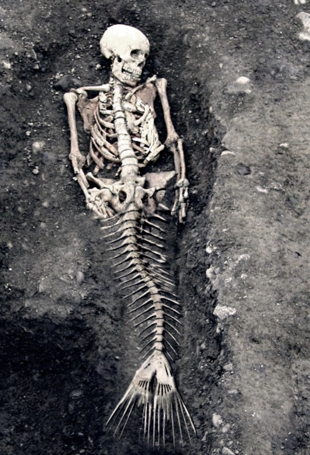 mermaid skeleton